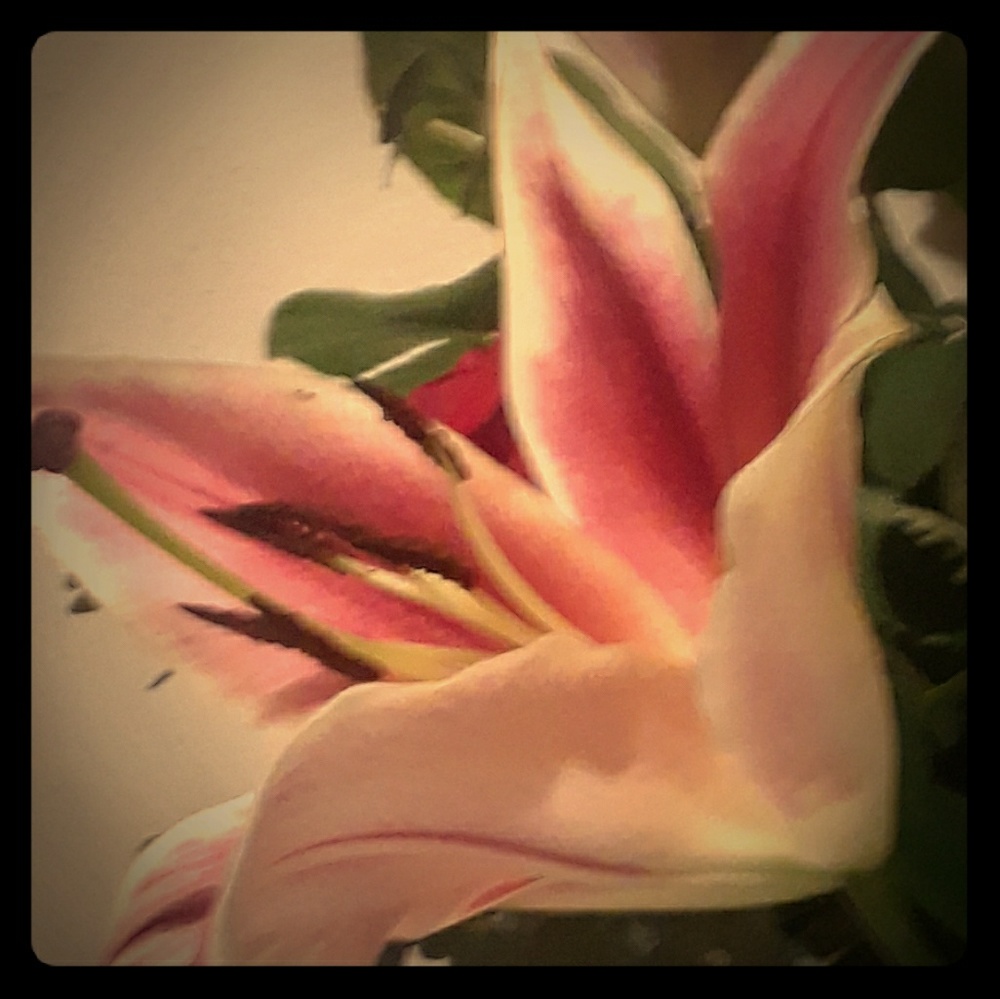 Meet your Posher, Rosa